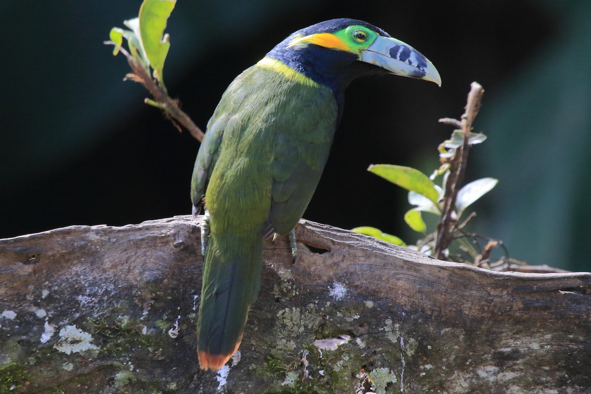 Spot-billed Toucanet - ML641465414