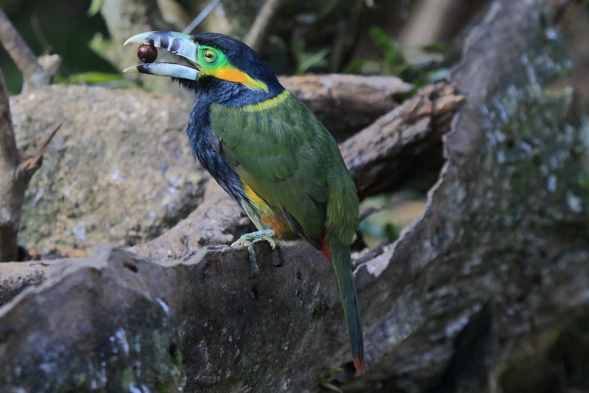 Spot-billed Toucanet - ML641465417