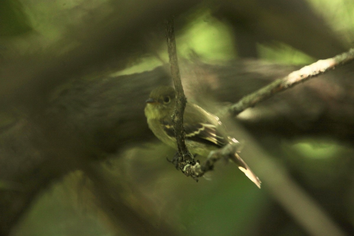 Sarı Karınlı Boreal Sinekkapan - ML641465450