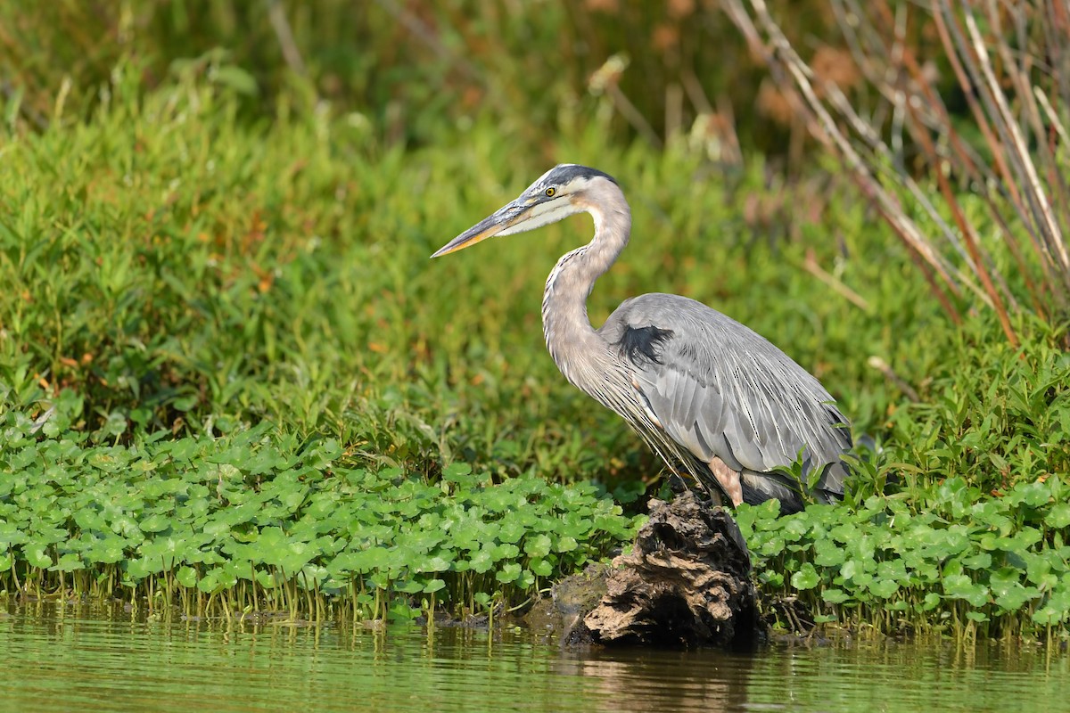 Great Blue Heron - ML641465455