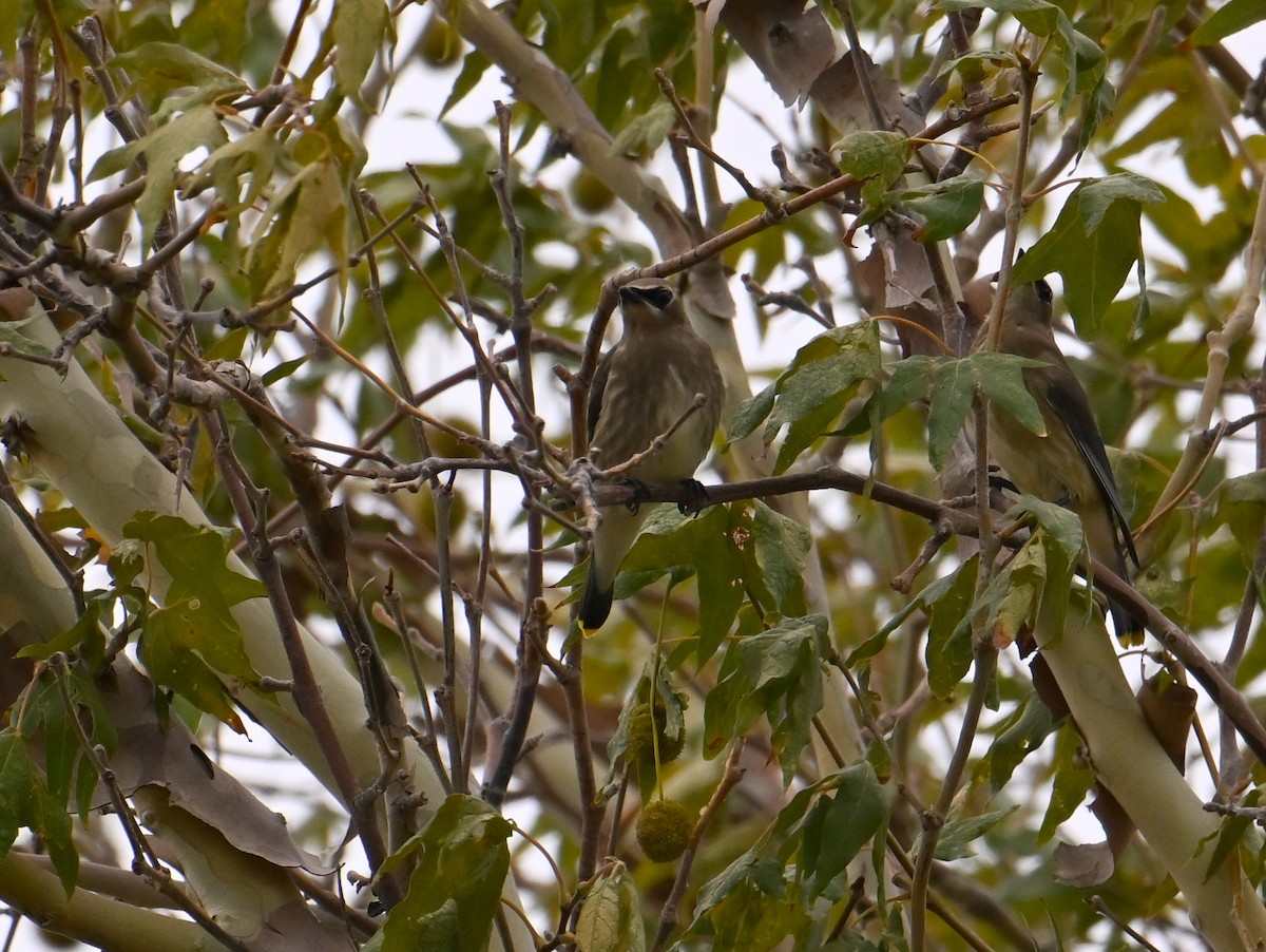 einersidensvans - ML641465469