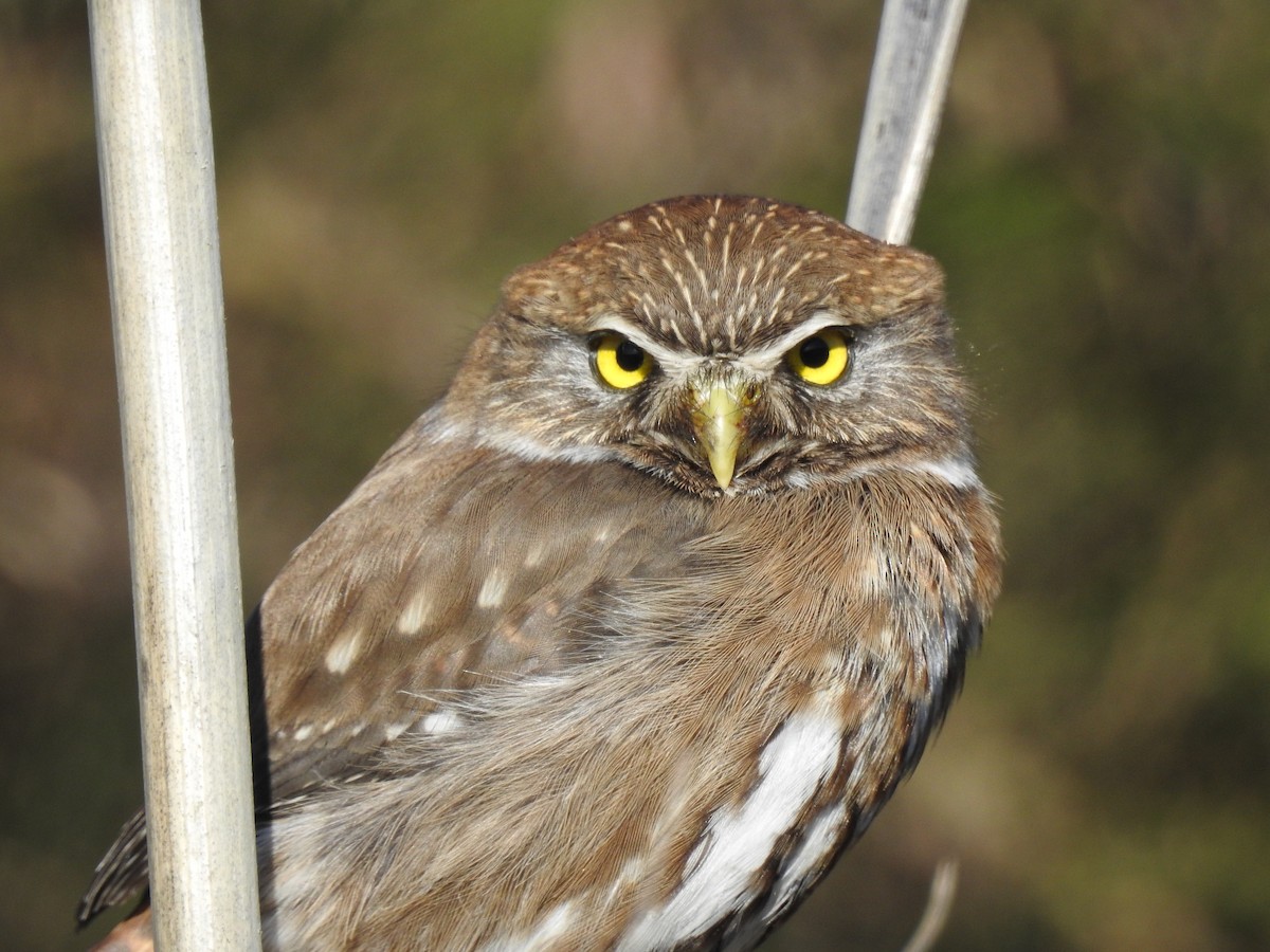 Austral Pygmy-Owl - ML641465528