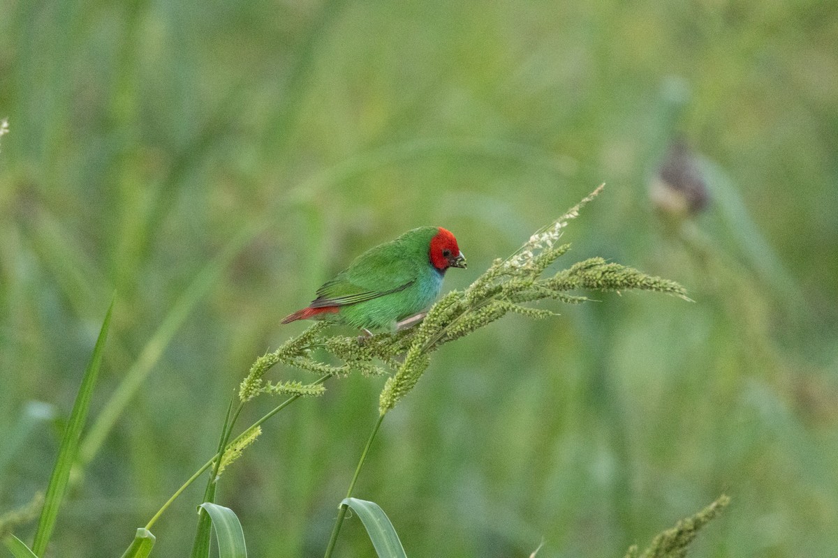 Fiji Parrotfinch - ML641465584