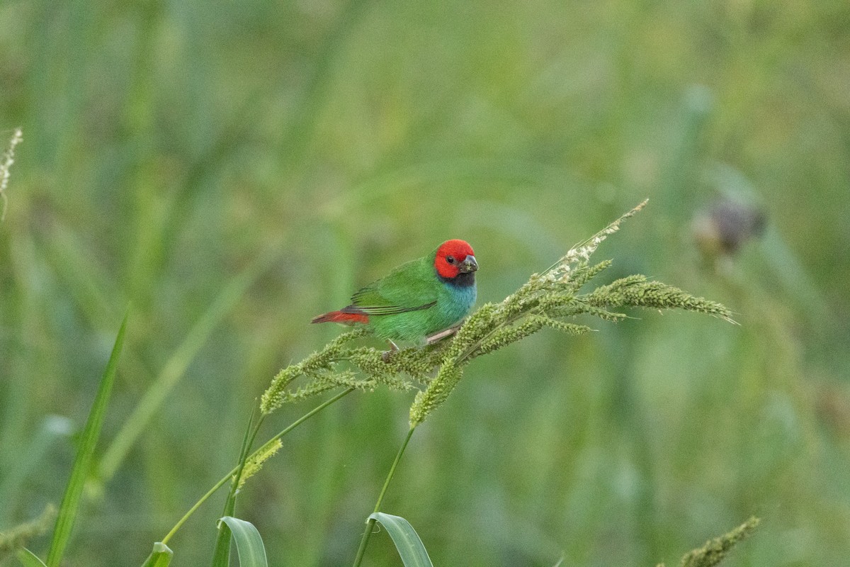 Fiji Parrotfinch - ML641465585