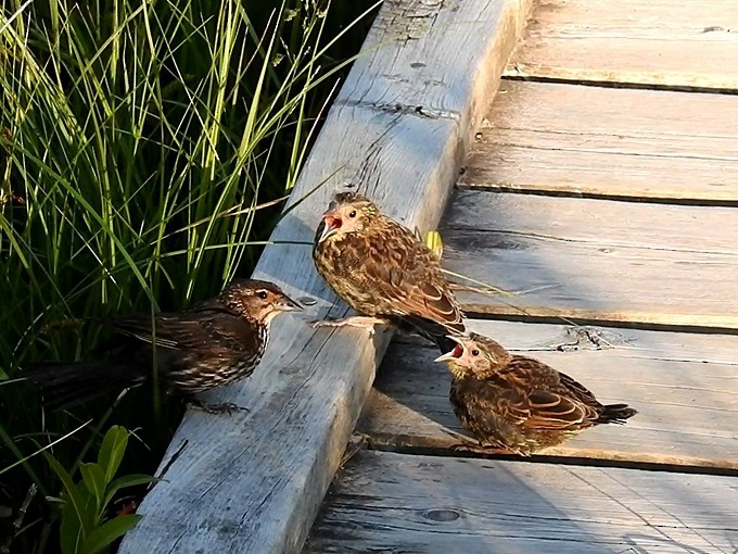 Red-winged Blackbird - ML64146561