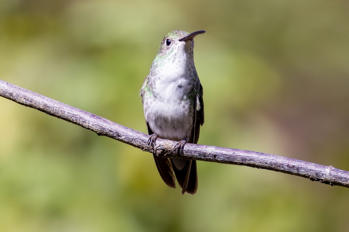 Green-and-white Hummingbird - ML641465641