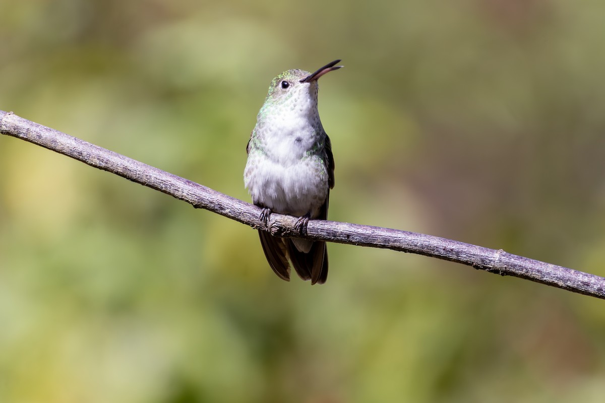Green-and-white Hummingbird - ML641465642