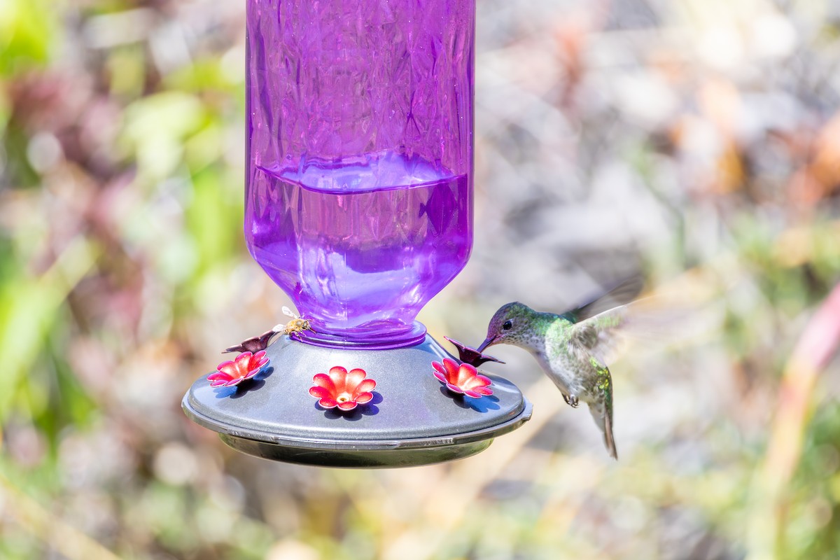 Green-and-white Hummingbird - ML641465643