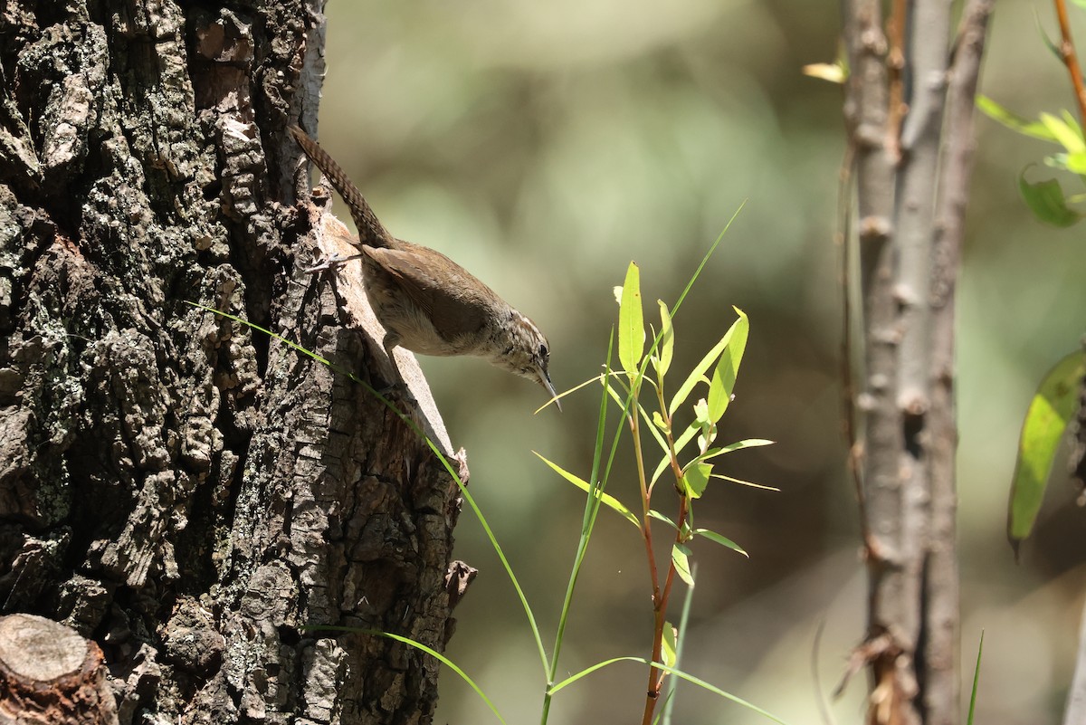 Bewick's Wren - ML641465649