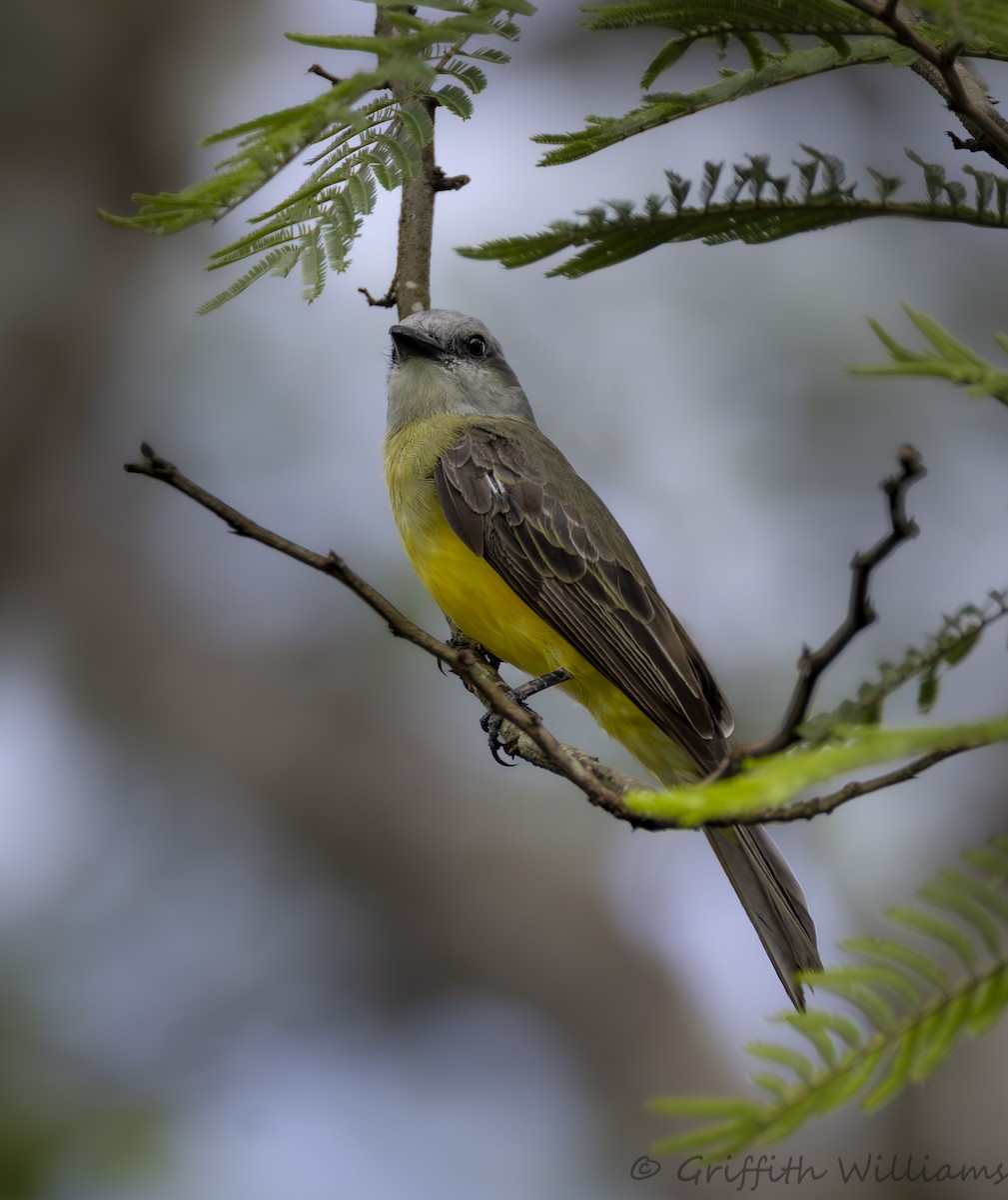 Tropical Kingbird - ML641465650