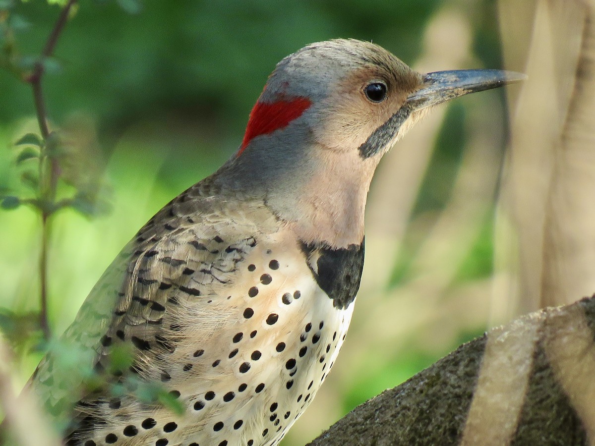 Northern Flicker (Yellow-shafted) - ML641465655