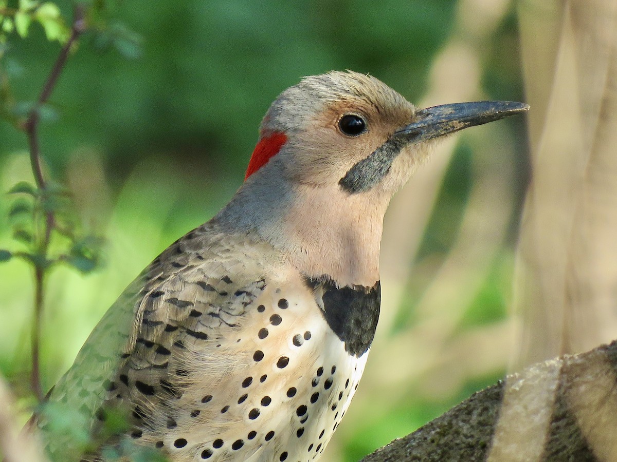 Northern Flicker (Yellow-shafted) - ML641465656