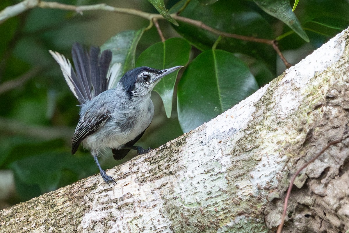 White-browed Gnatcatcher - ML641465671