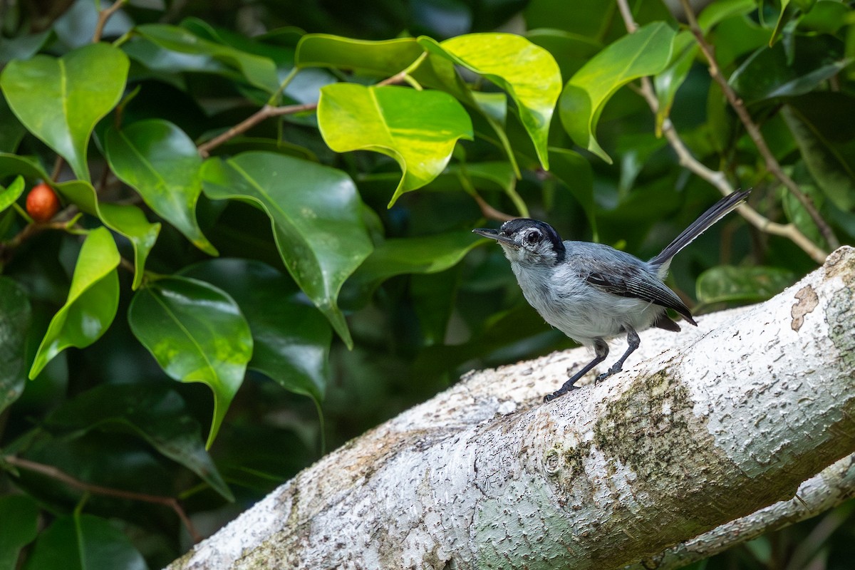 White-browed Gnatcatcher - ML641465674