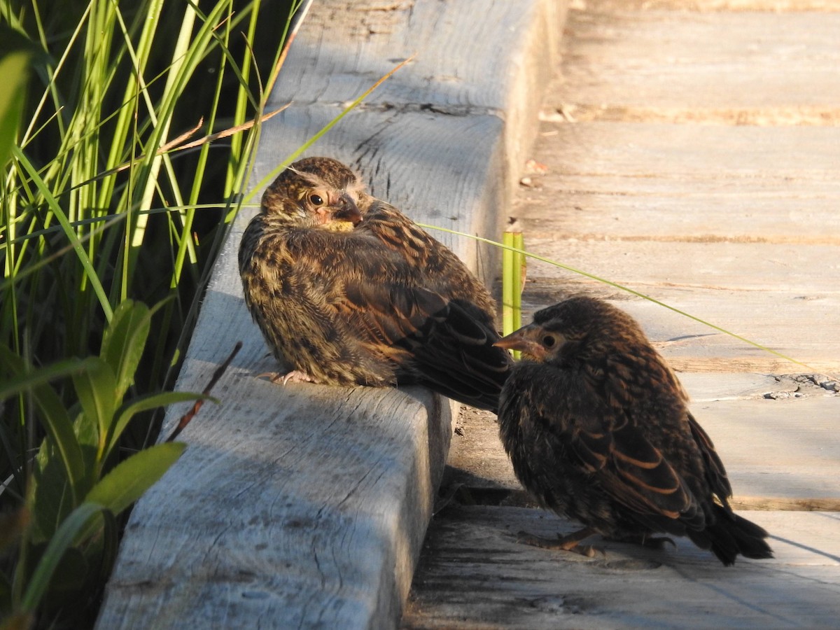 Red-winged Blackbird - ML64146571