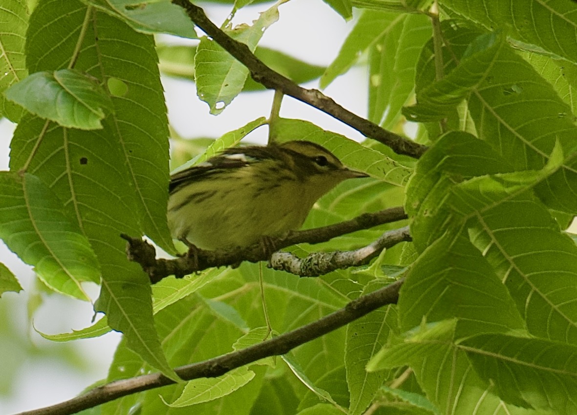 Blackburnian Warbler - ML641465796