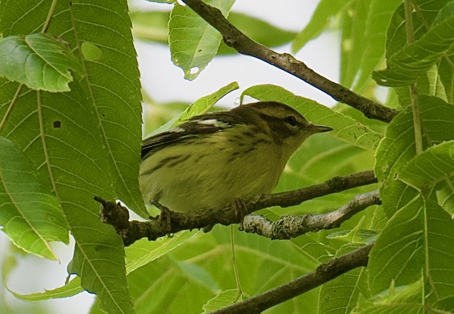 Blackburnian Warbler - ML641465810