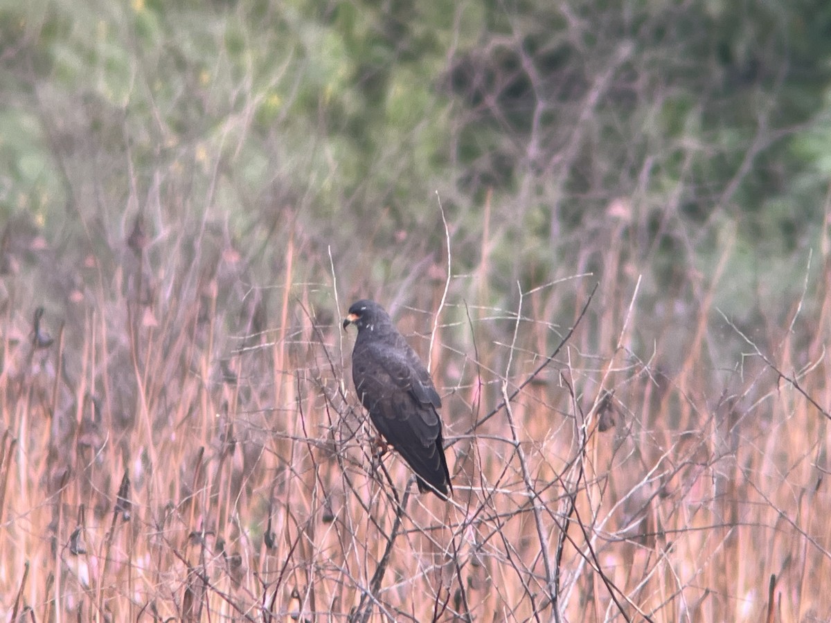 Snail Kite - ML641465904