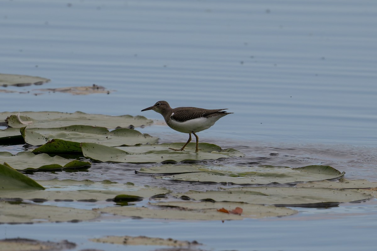 Spotted Sandpiper - ML641465939