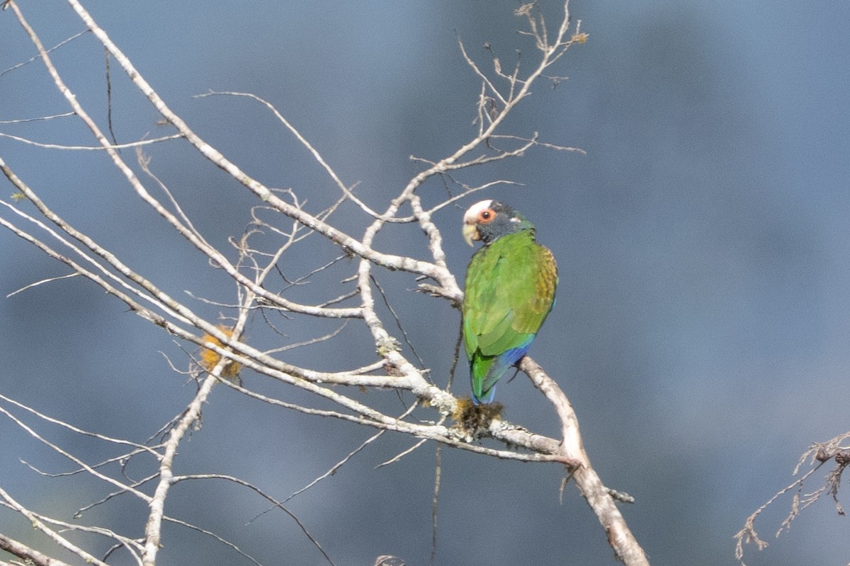 Loro Senil - ML641465940