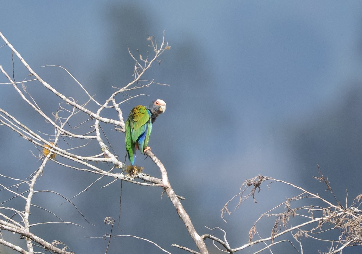 Loro Senil - ML641465941