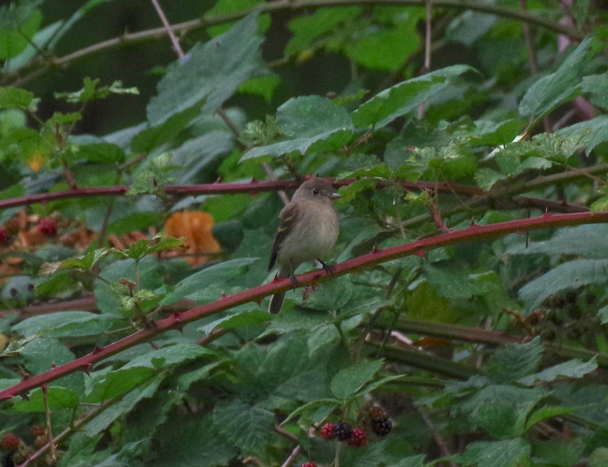Willow Flycatcher - ML641466000