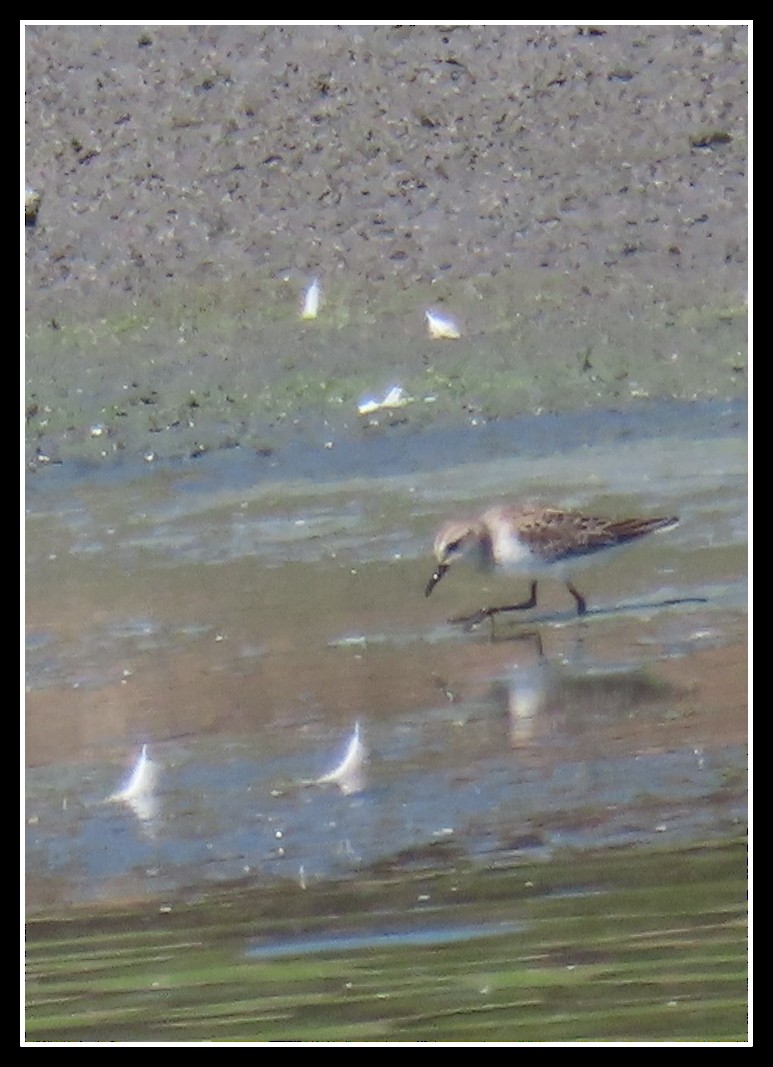 Semipalmated Sandpiper - ML641466013