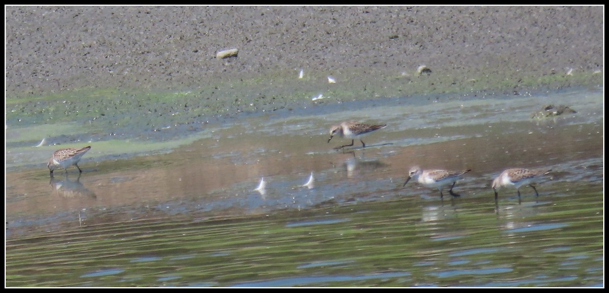 Semipalmated Sandpiper - ML641466014