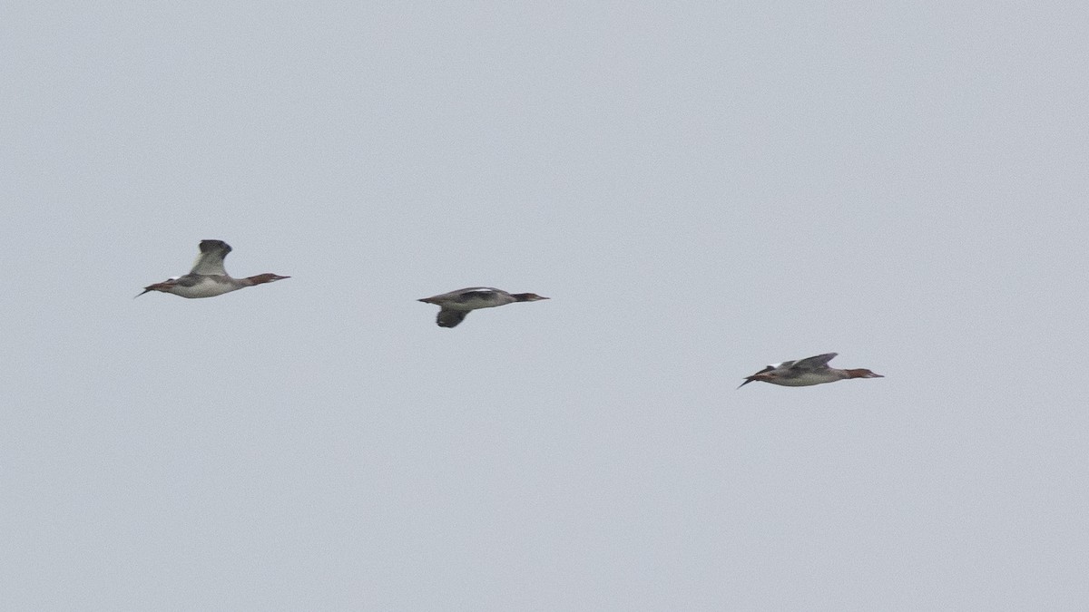 Common Merganser (North American) - ML641466021