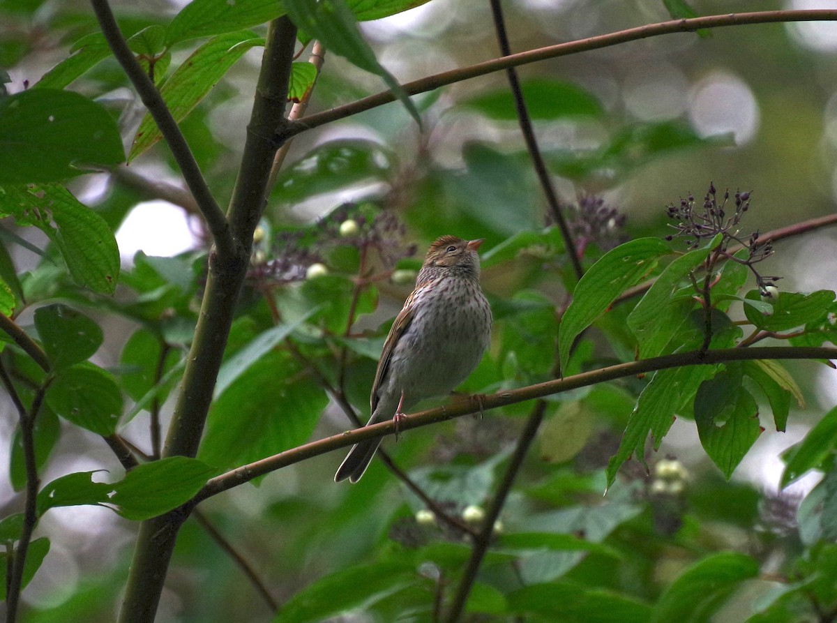 Chipping Sparrow - ML641466022