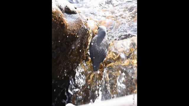 ノドアカカワガラス - ML641466028