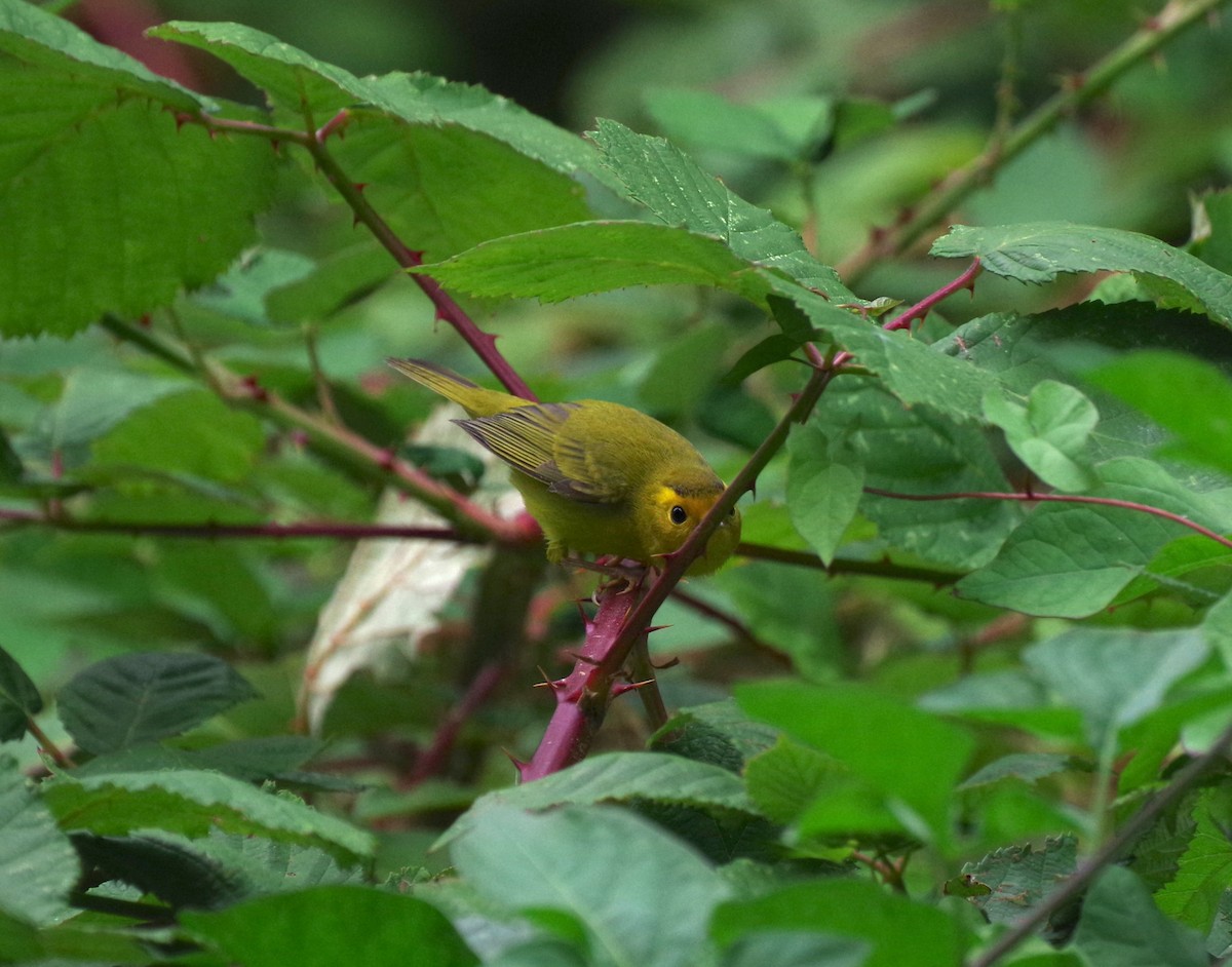 Wilson's Warbler - ML641466040