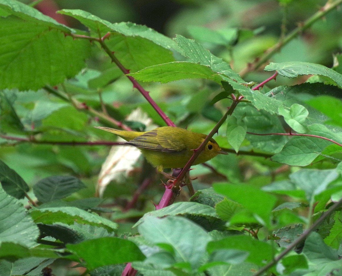 Wilson's Warbler - ML641466041