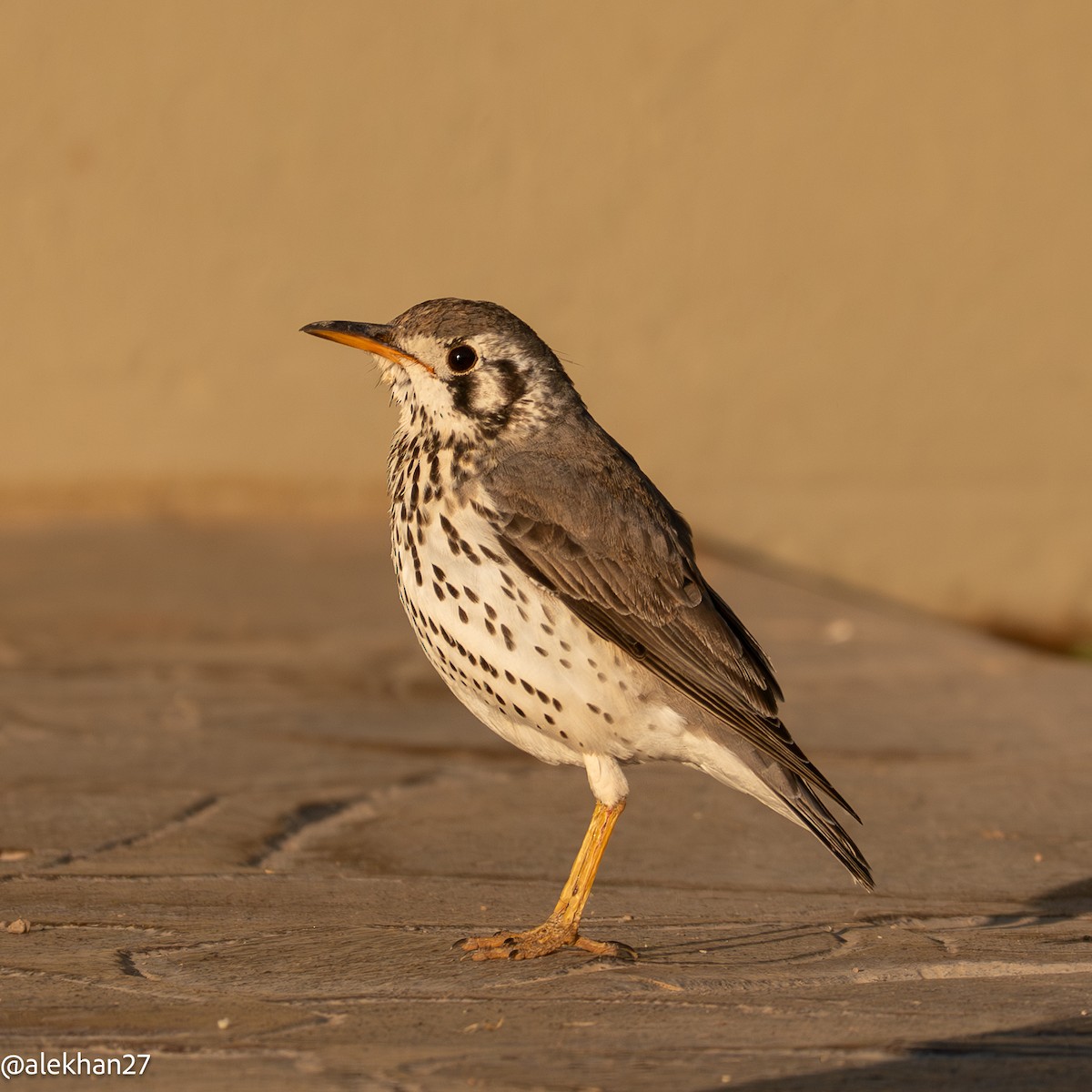 Groundscraper Thrush - ML641466051