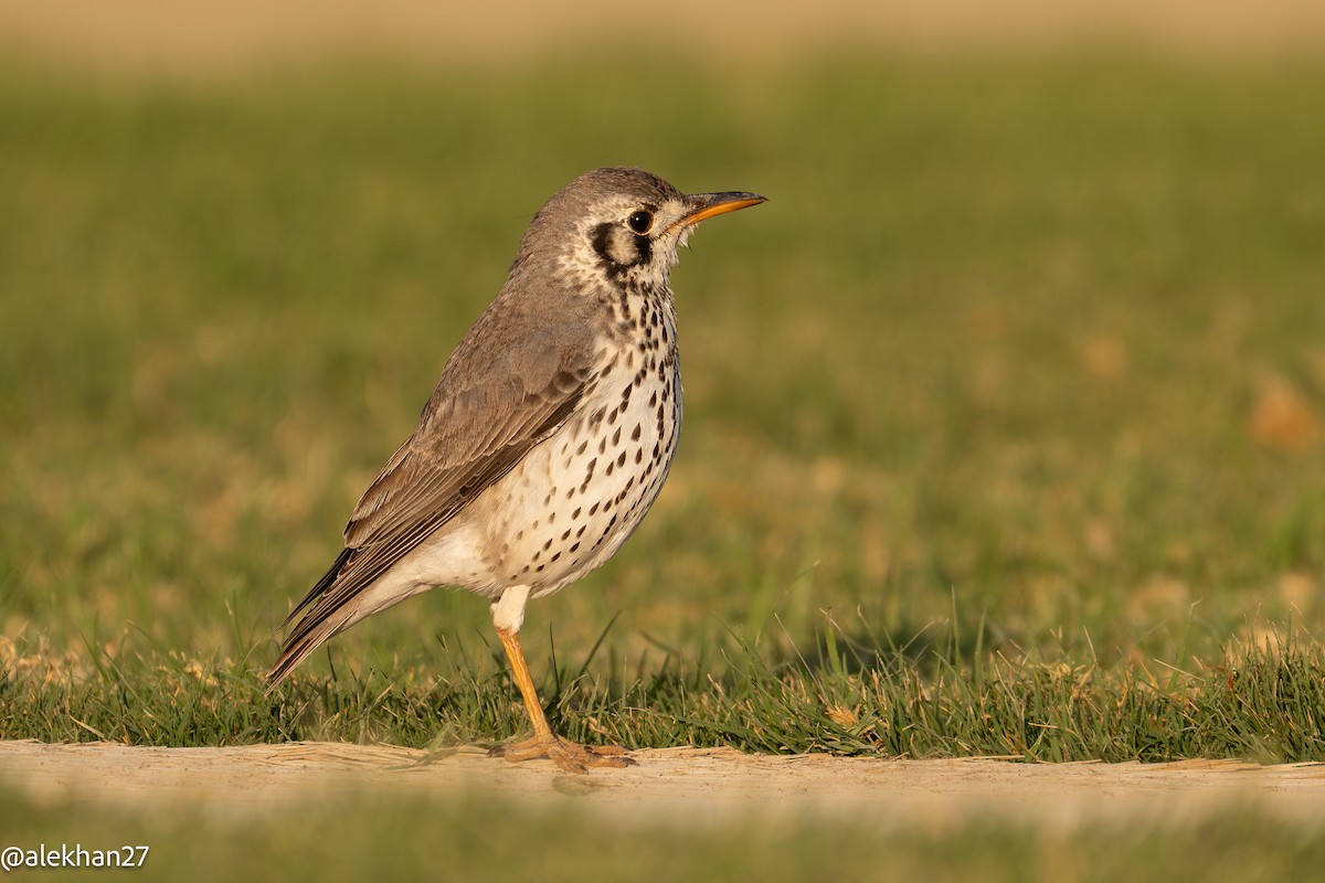 Groundscraper Thrush - ML641466052