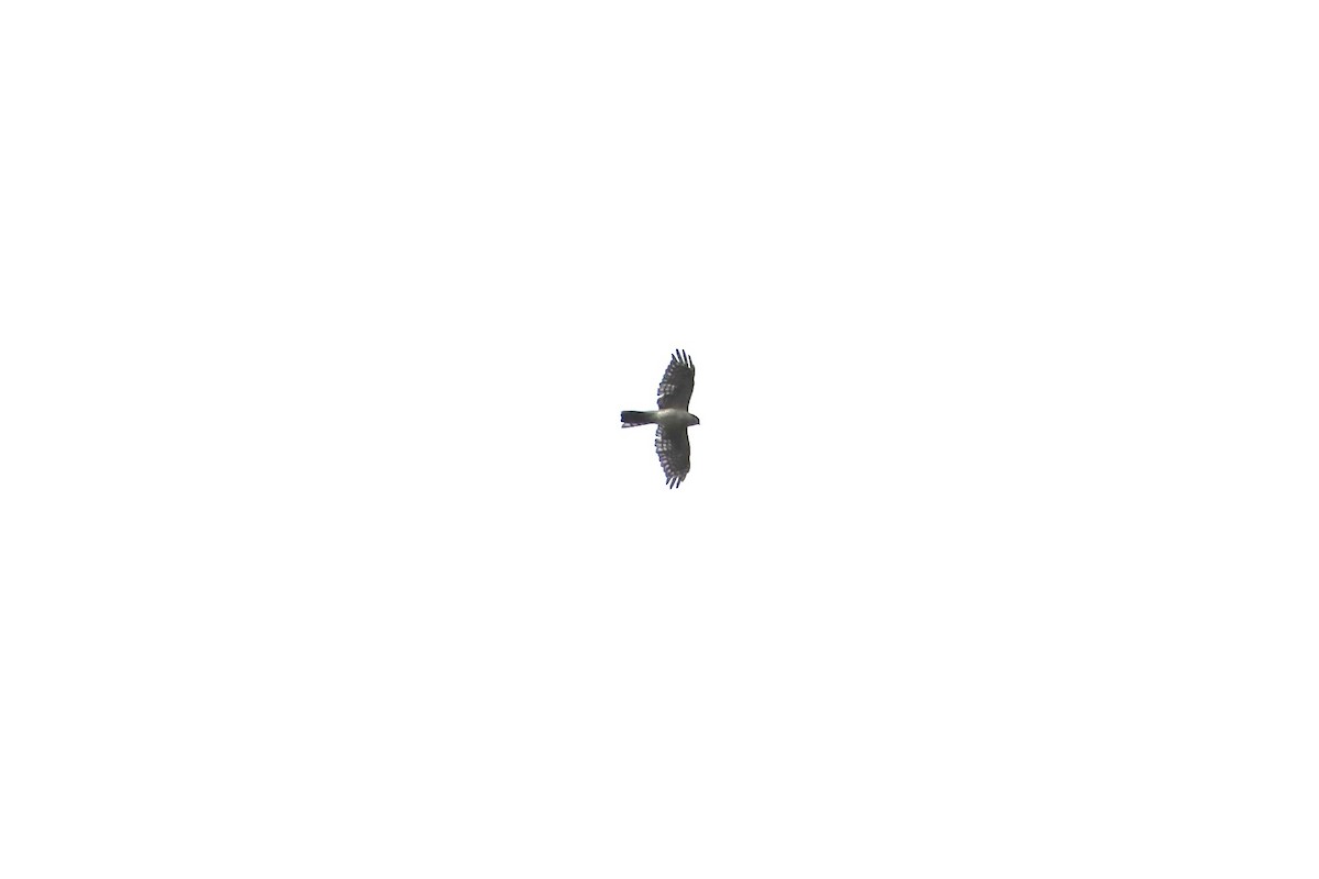 Sharp-shinned Hawk (White-breasted) - ML641466066