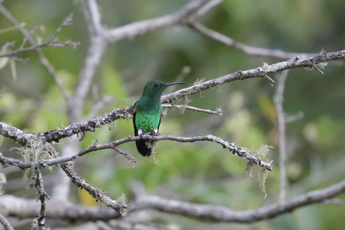 Blue-tailed Hummingbird - ML641466089