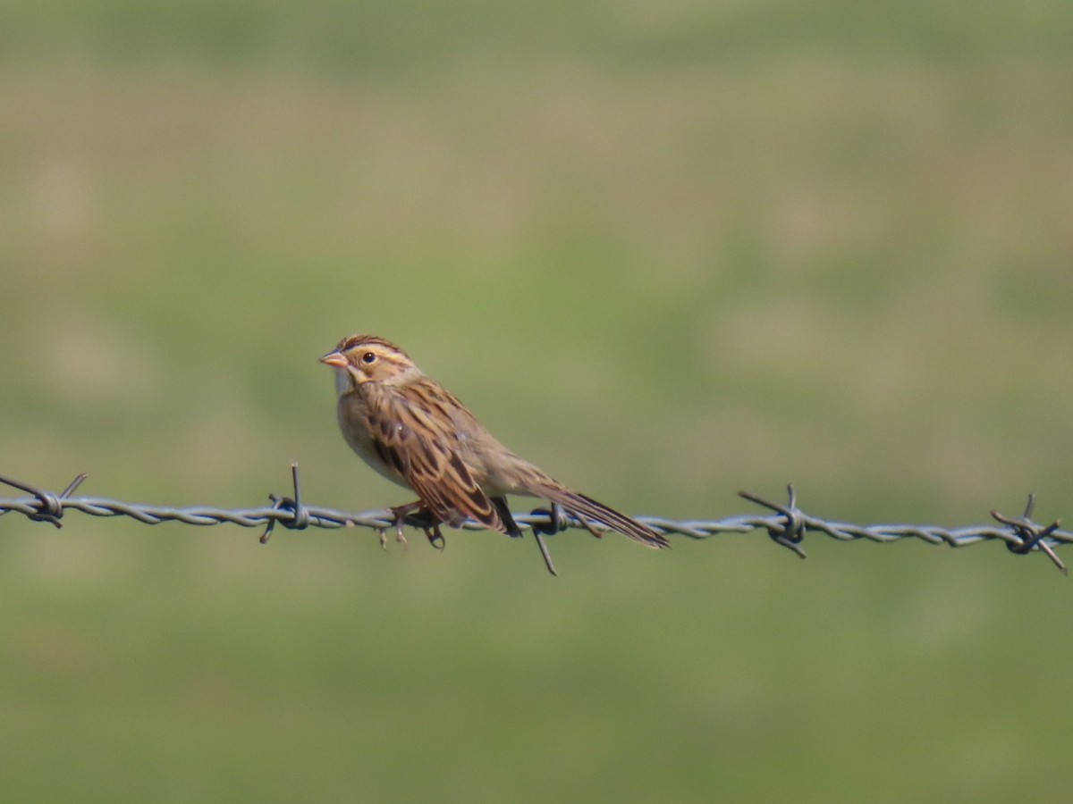 Clay-colored Sparrow - ML641466093