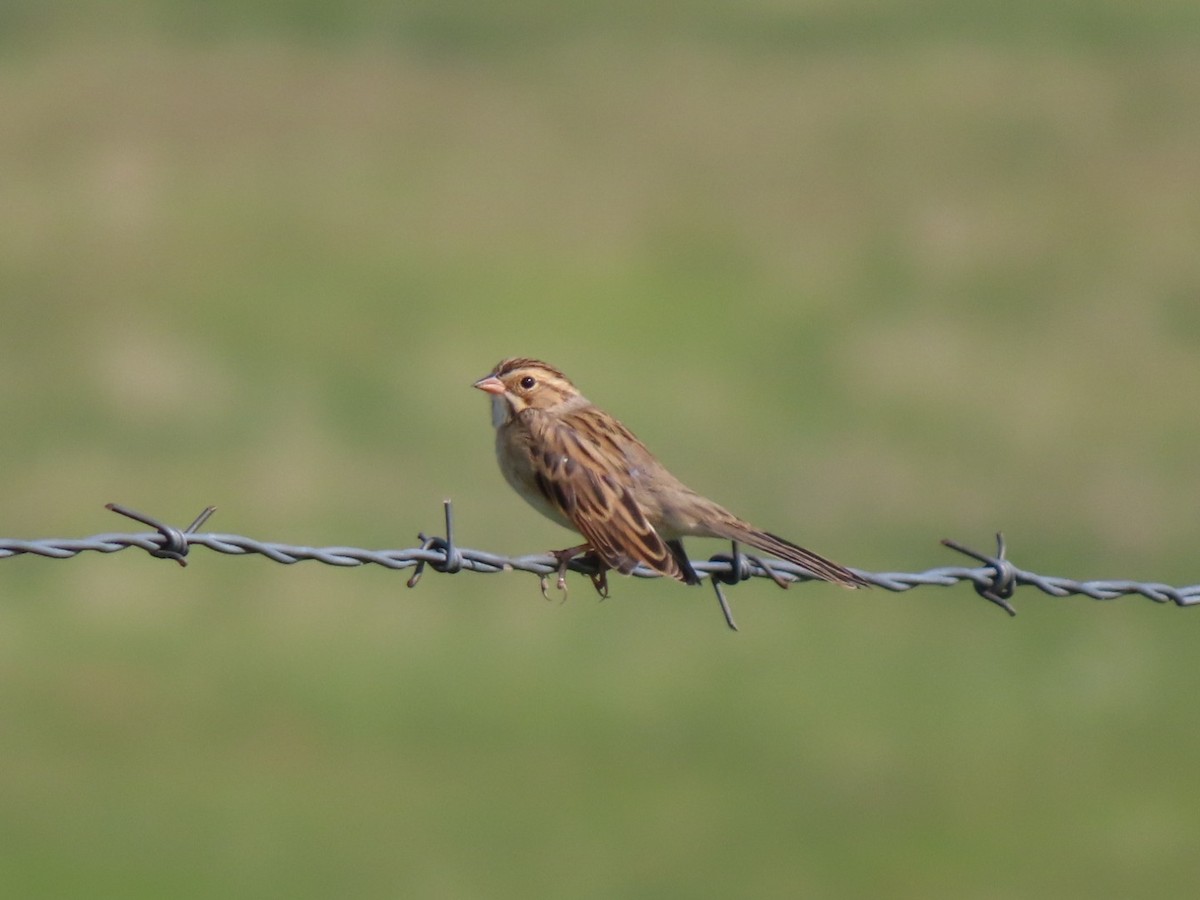 Clay-colored Sparrow - ML641466094