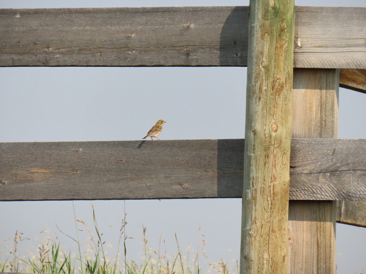 Savannah Sparrow - ML641466099