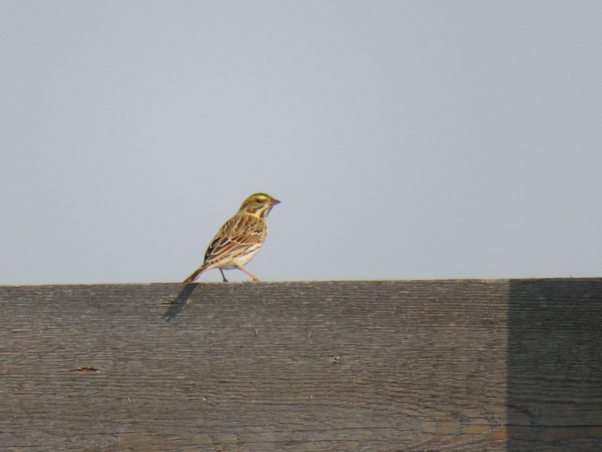 Savannah Sparrow - ML641466100