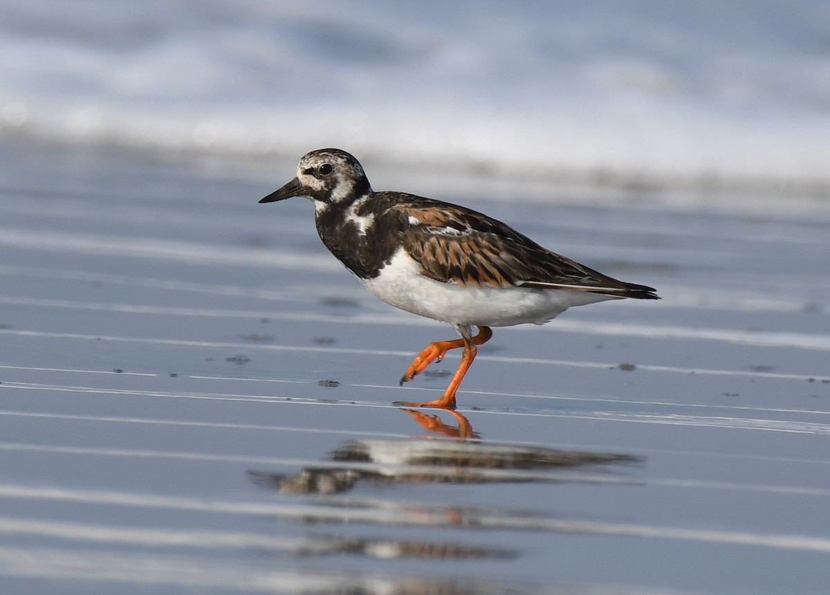 Ruddy Turnstone - ML641466114