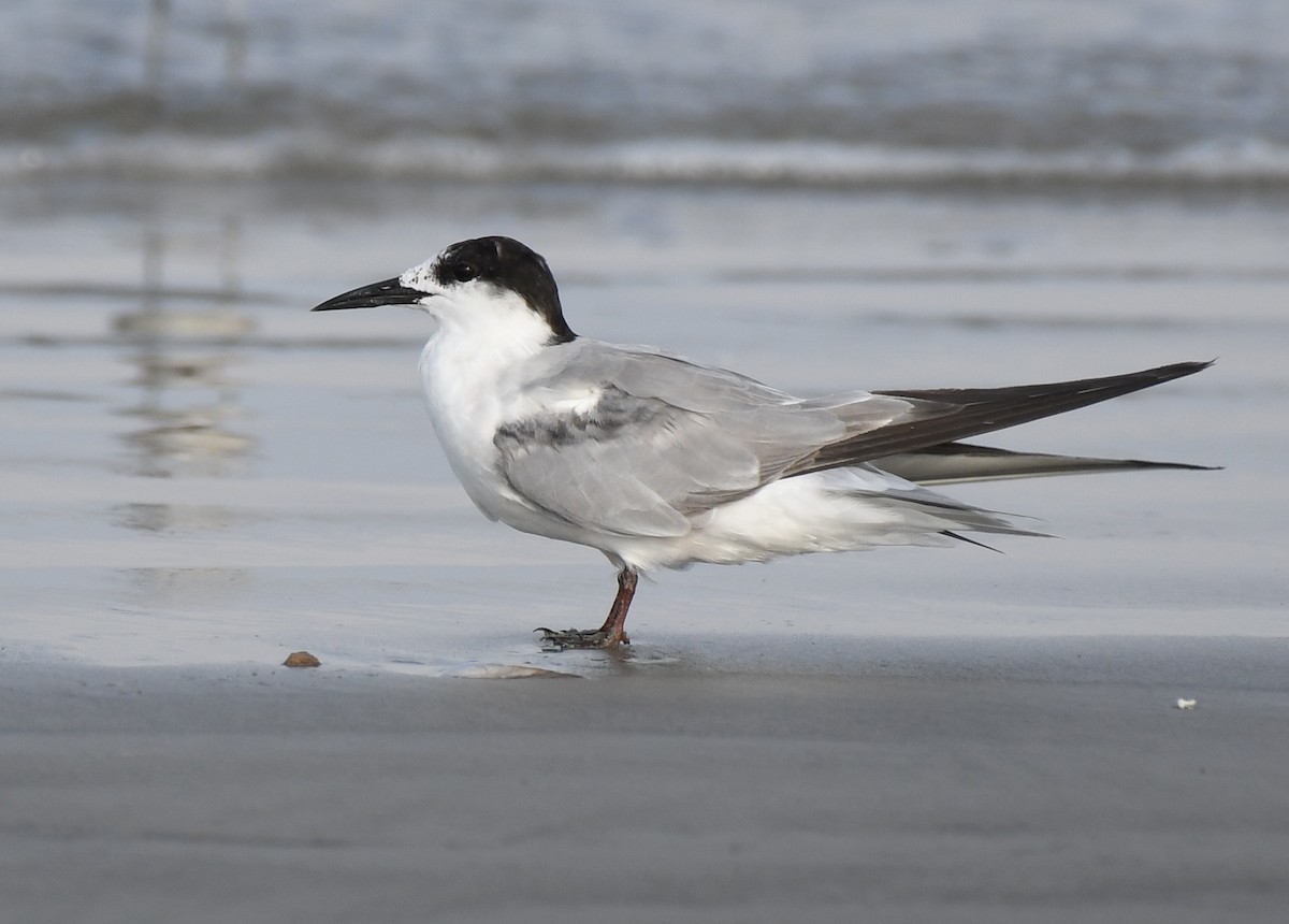 Common Tern - ML641466132