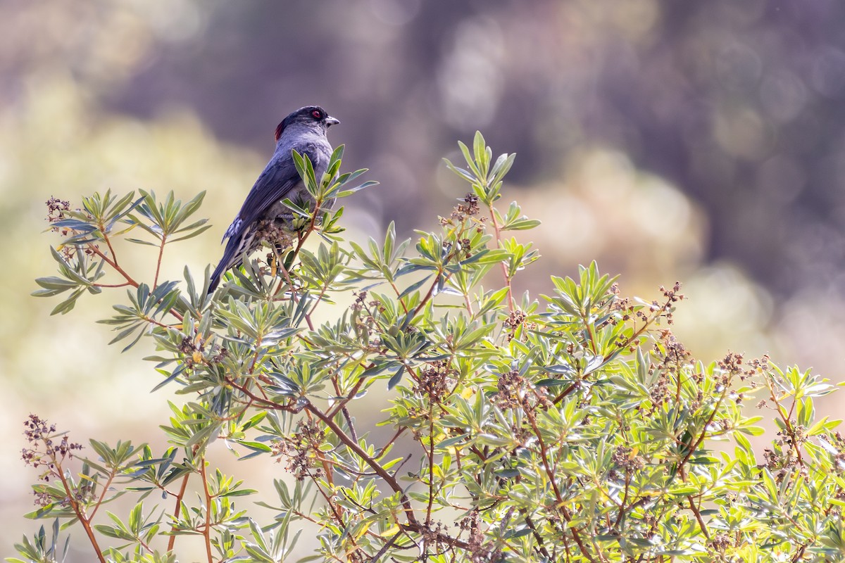 Red-crested Cotinga - ML641466156
