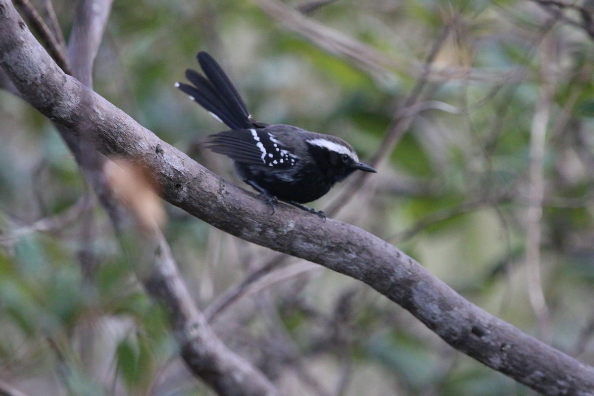 Black-bellied Antwren - ML641466158
