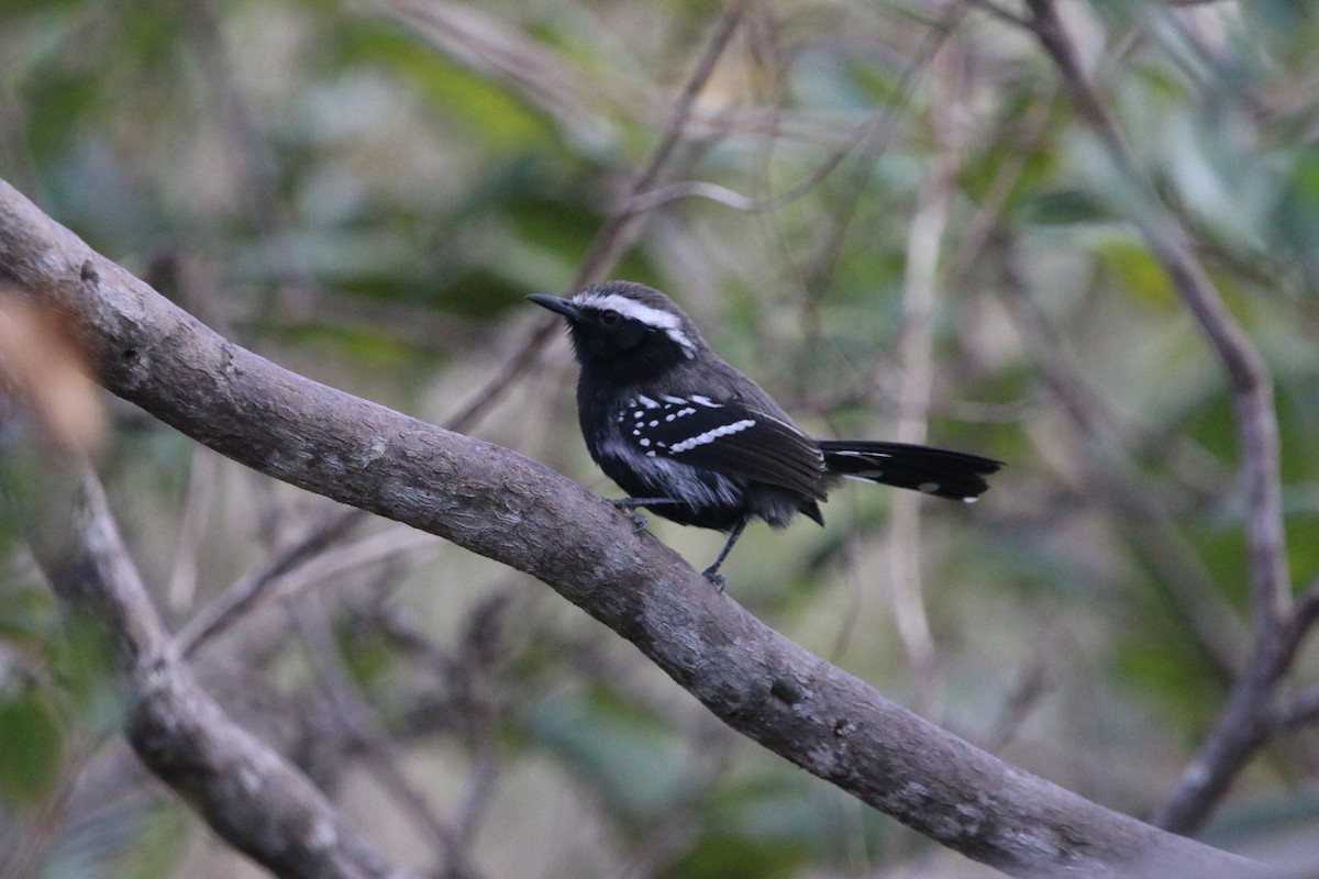 Black-bellied Antwren - ML641466159