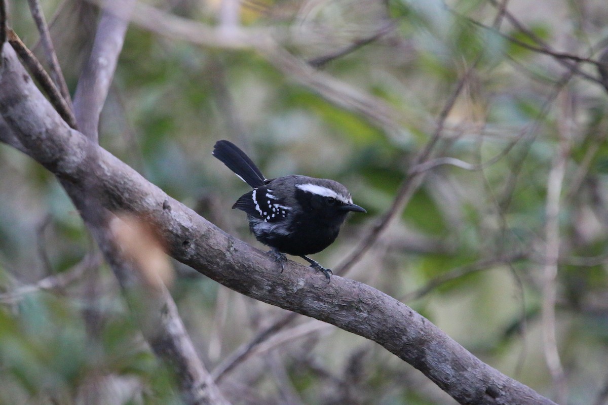 Black-bellied Antwren - ML641466161