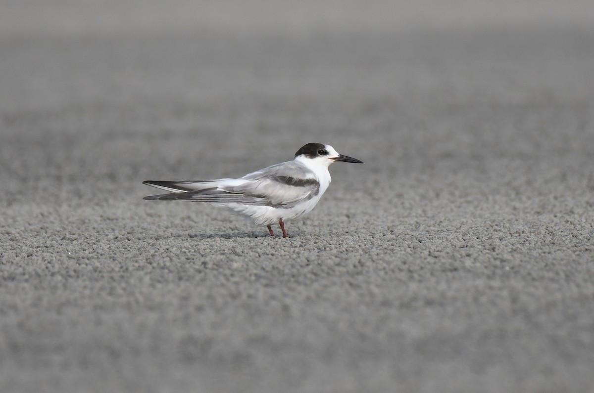 Common Tern - ML641466162