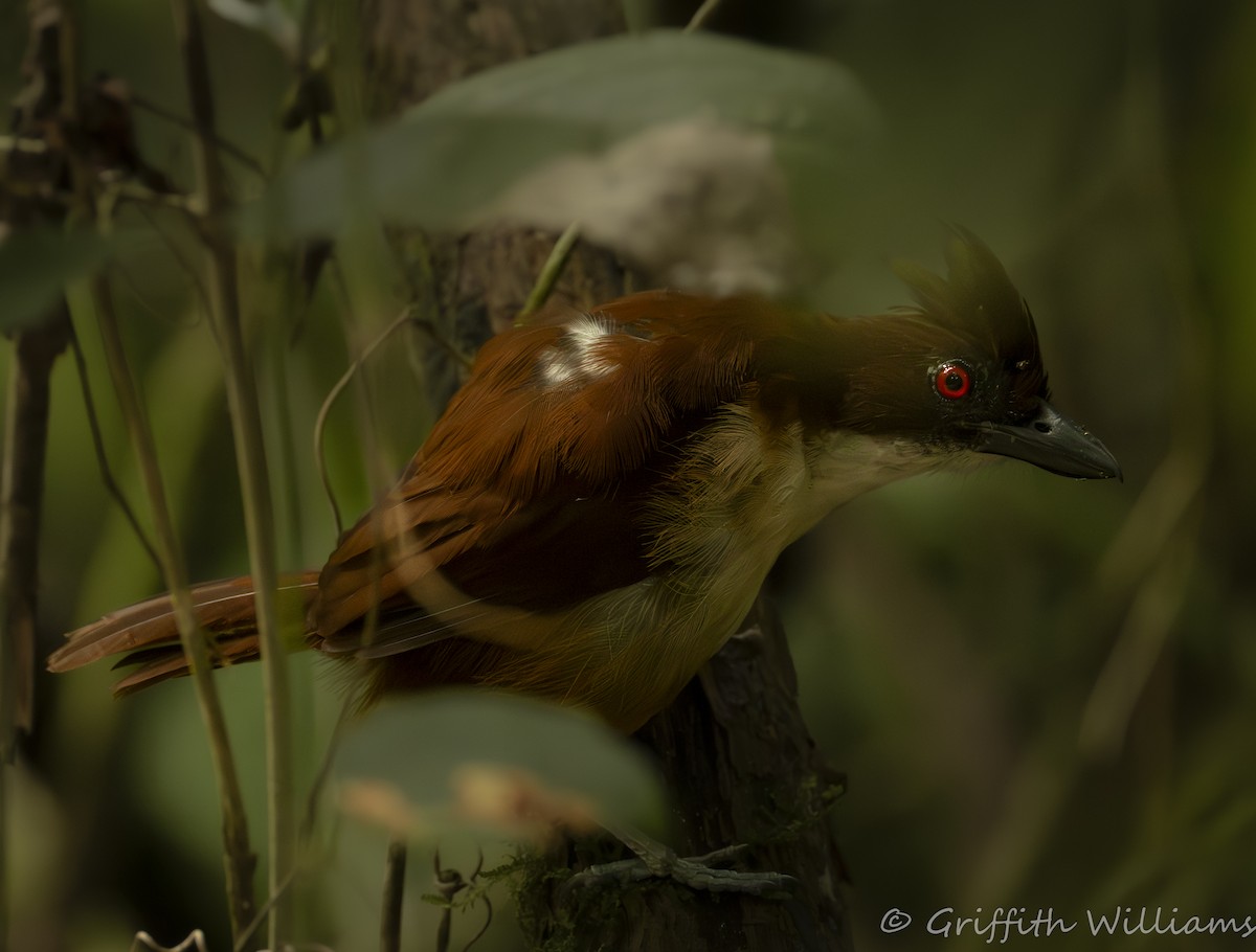 Great Antshrike - ML641466191
