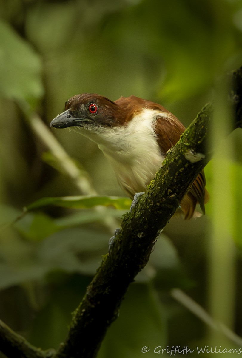 Great Antshrike - ML641466197